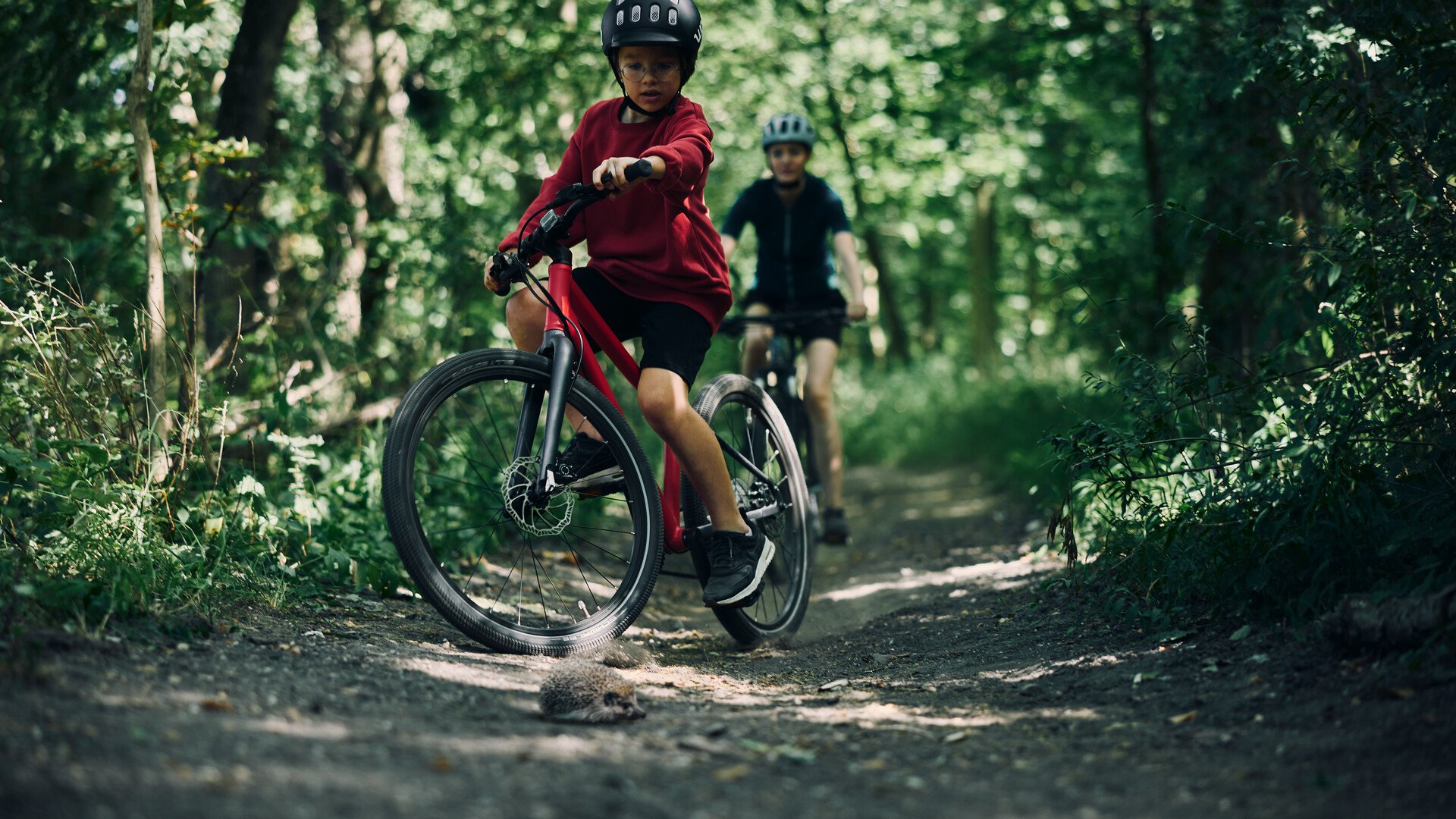 Ein radfahrendes Kind bremst im Wald für einen Igel auf dem Weg.